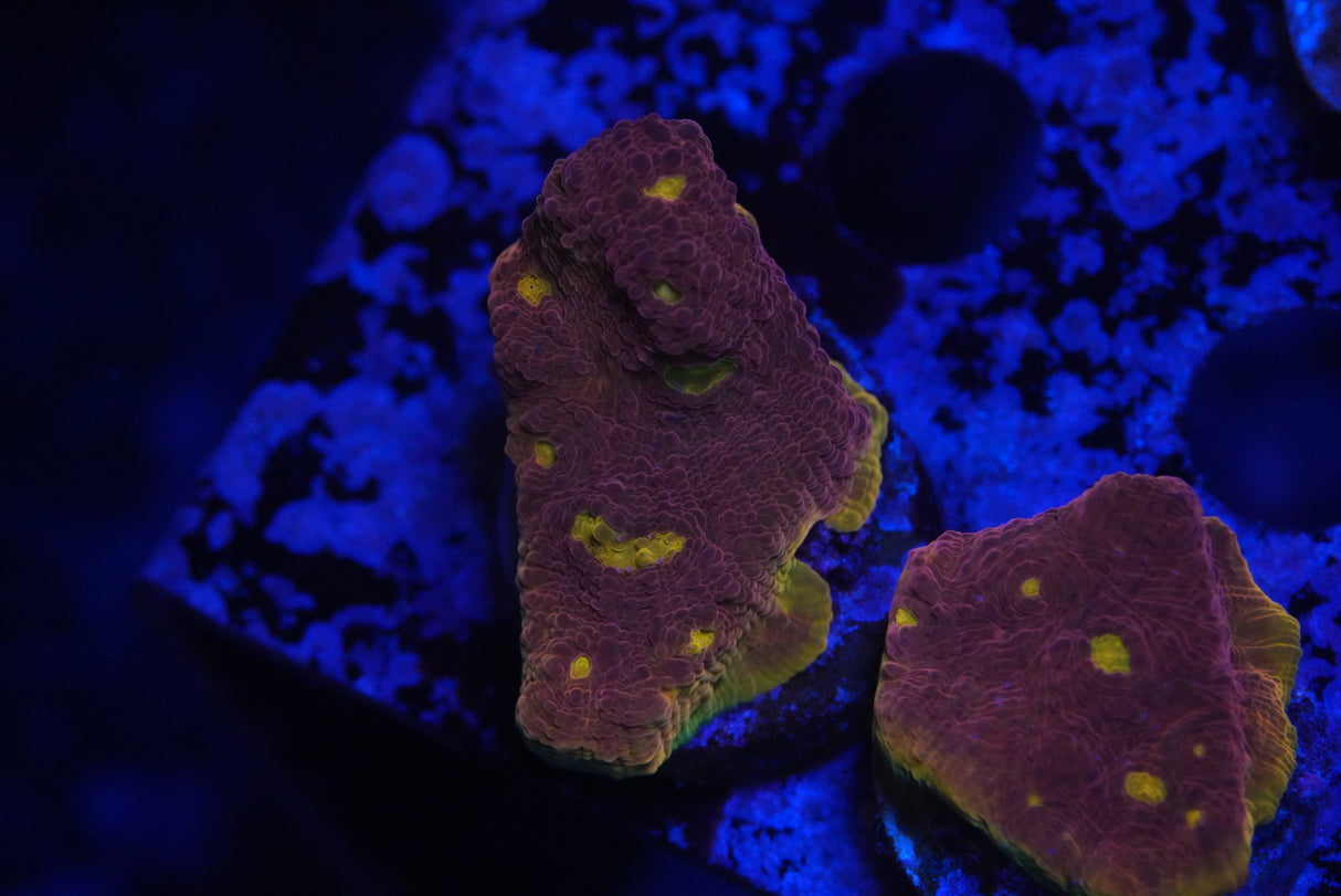 š„Flamingš„Bugatti chalice