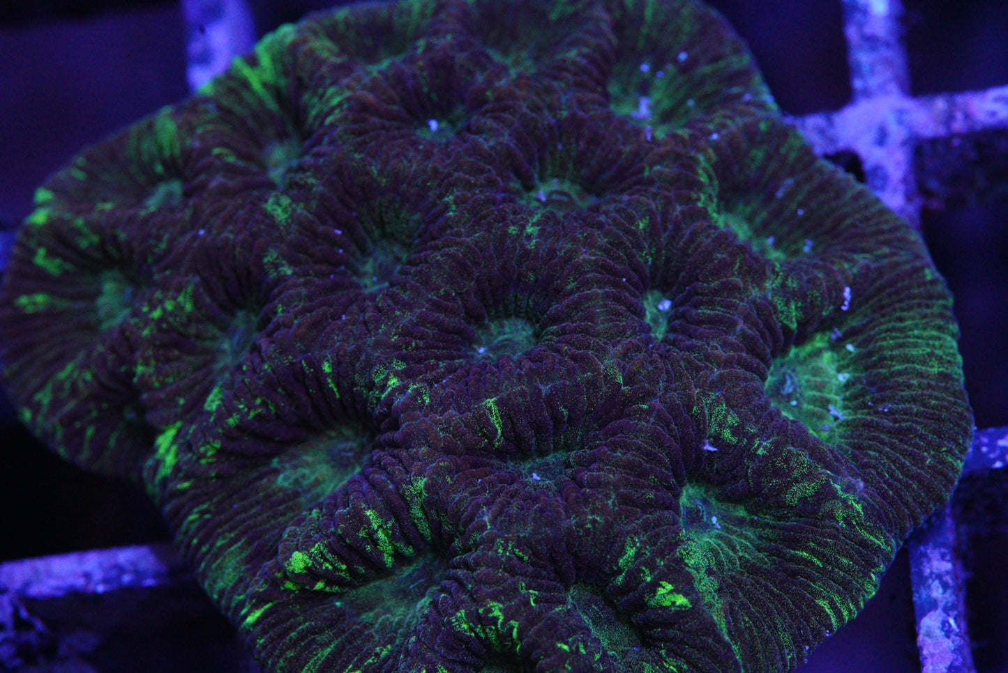 Toxic 🦠splatter Favia