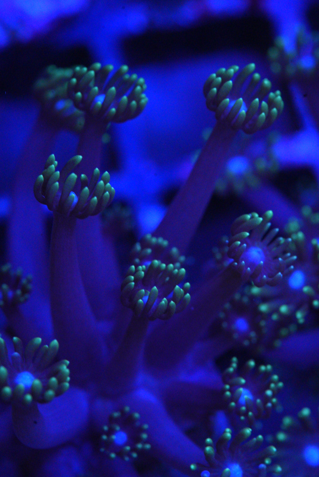 Goniopora