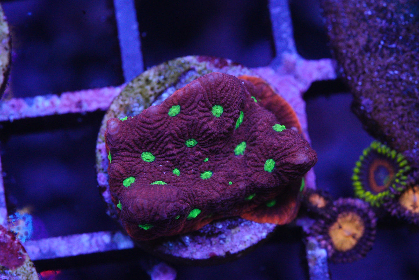 WAR CORAL FAVIA