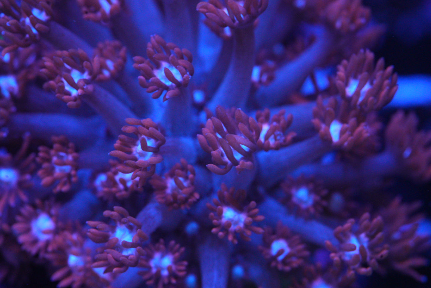Goniopora