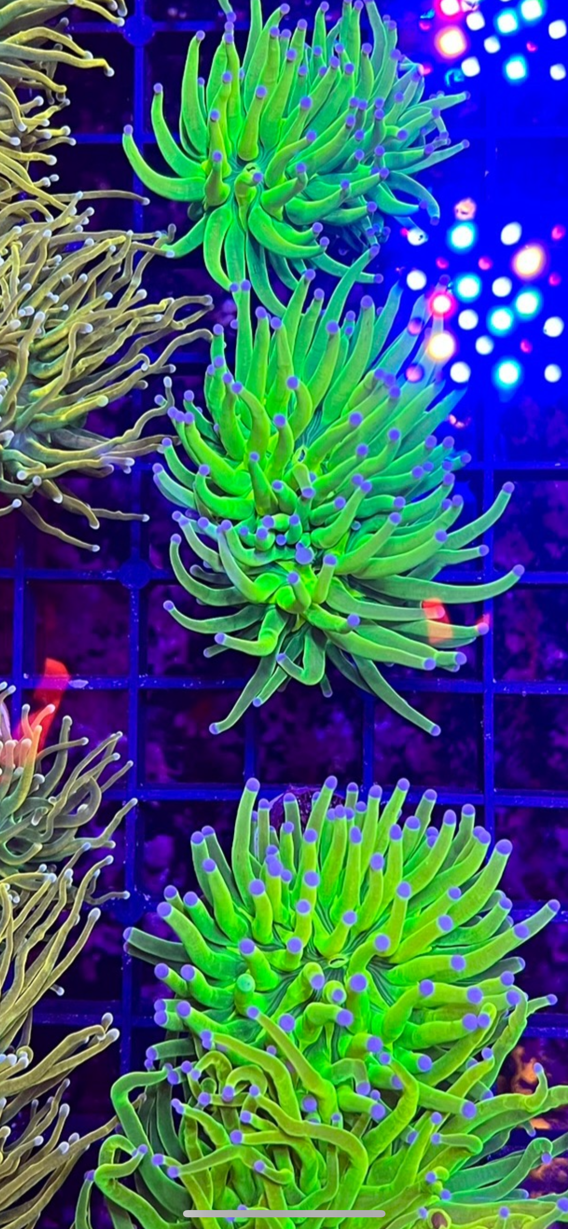 WYSIWYG HG Ultra Torch coral