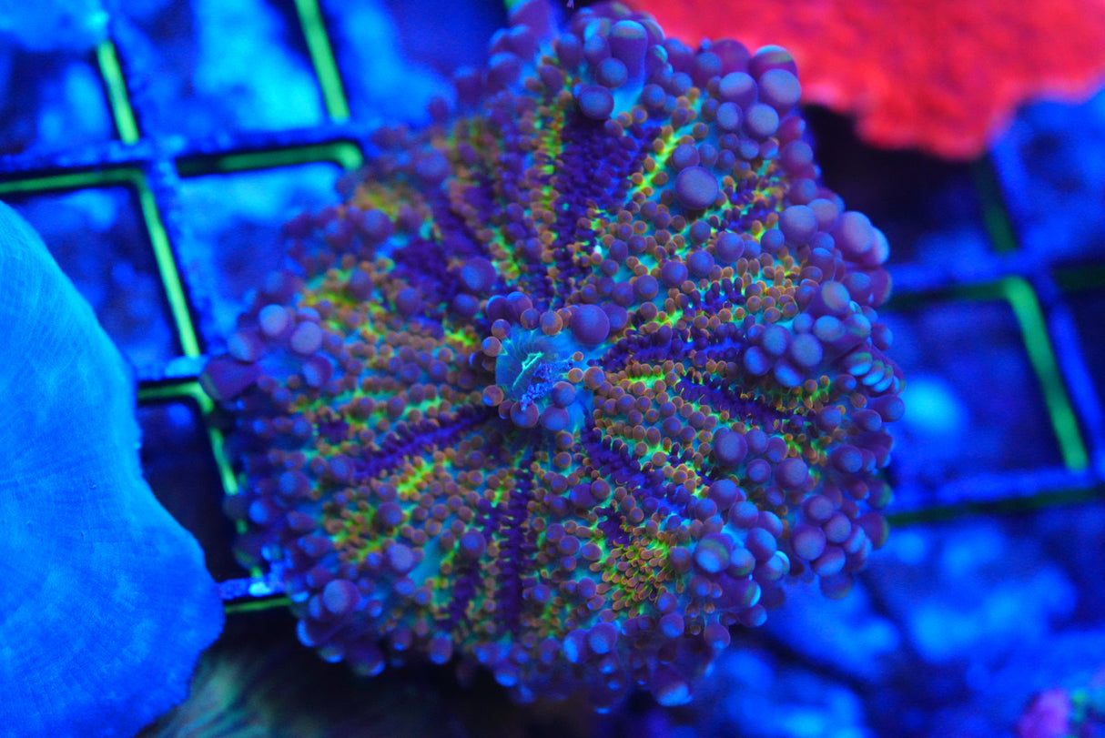 Gold Yuma Mushroom
