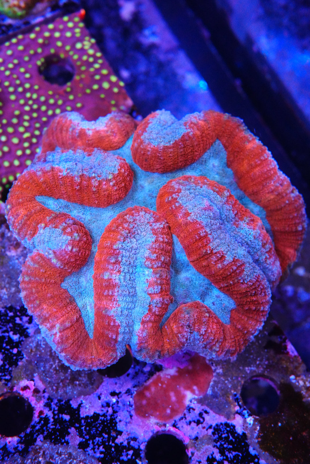 symphyllia coral