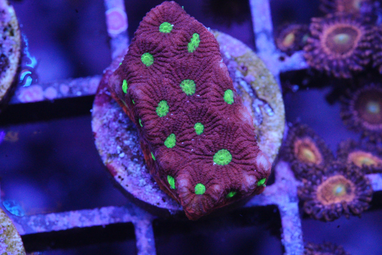 WAR CORAL FAVIA