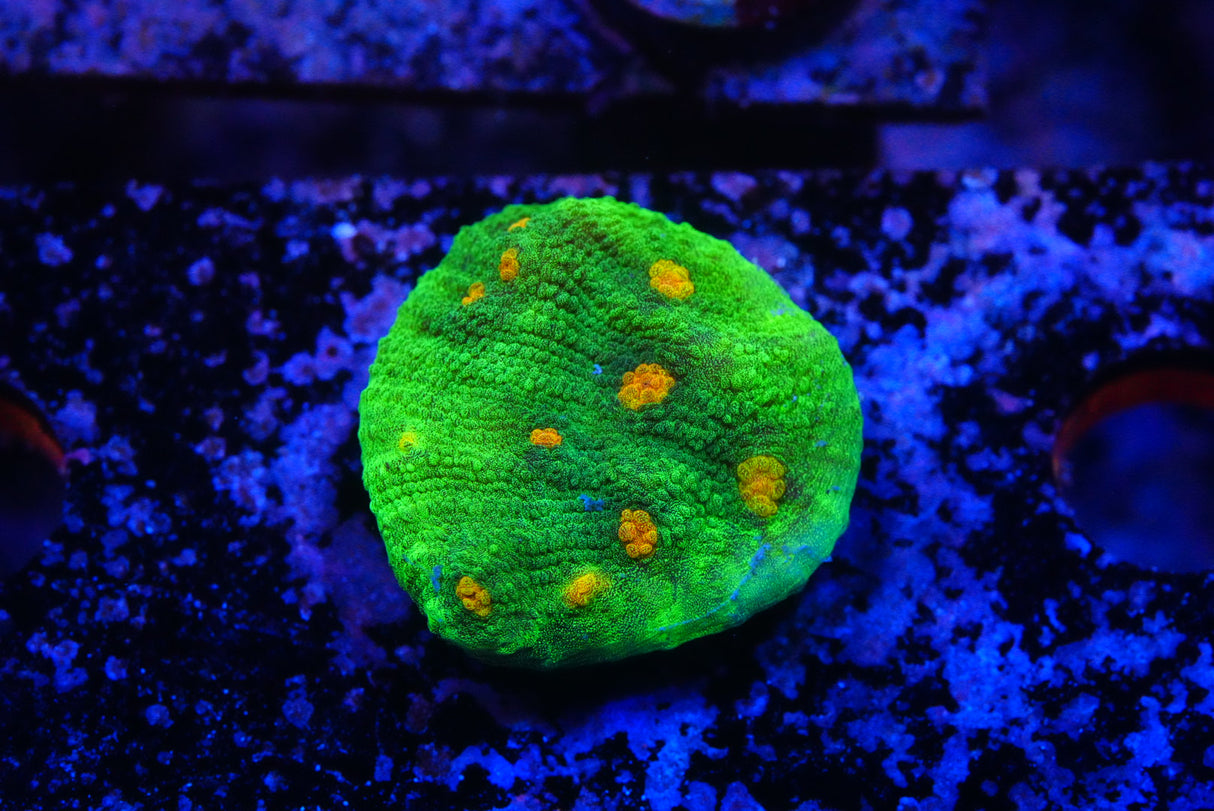 Space invader chalice