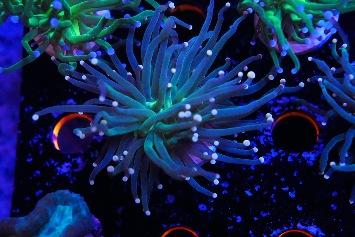Pink tip torch