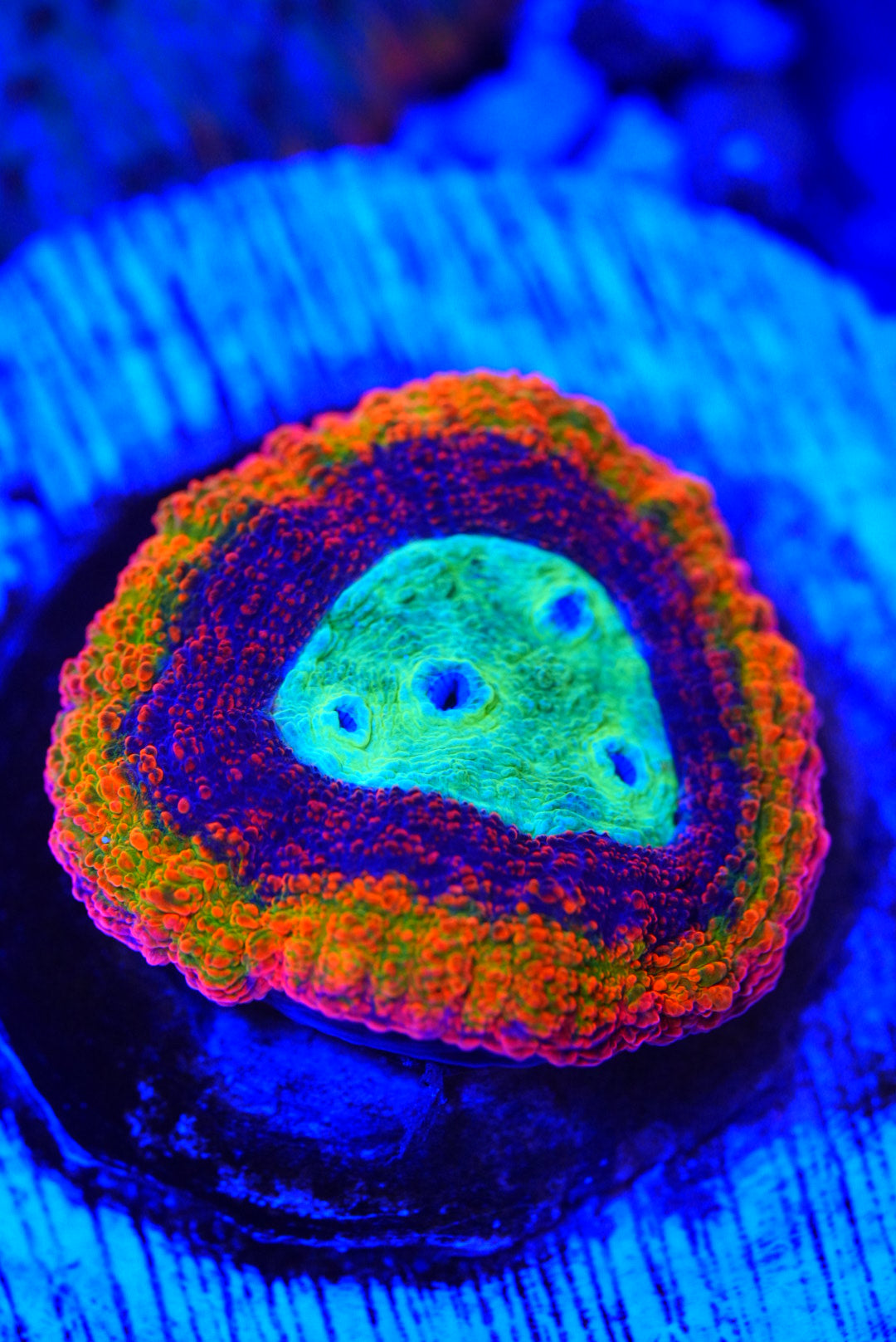 Rainbow symphyllia cultured