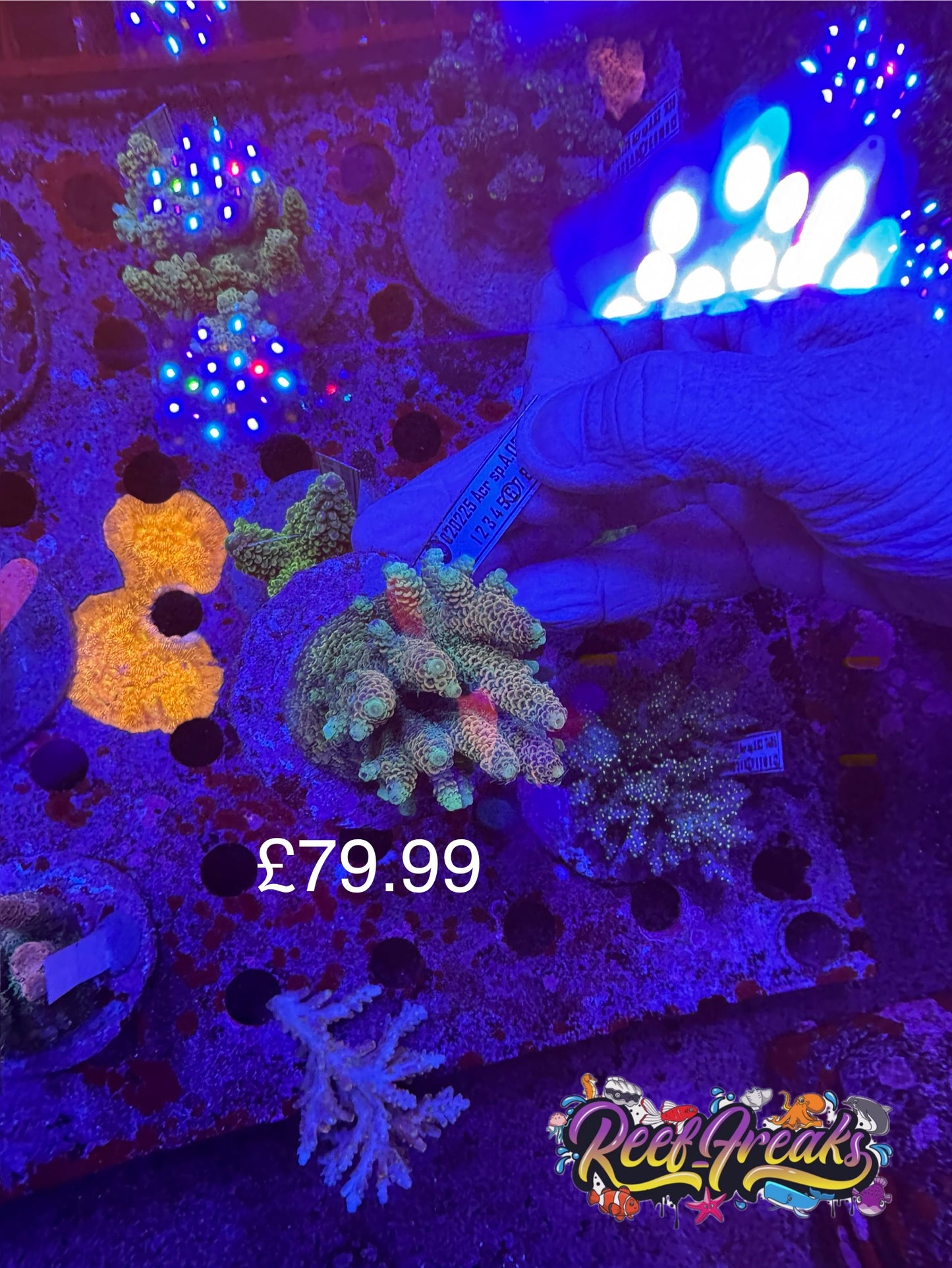 Amazing Sps colonies bundle