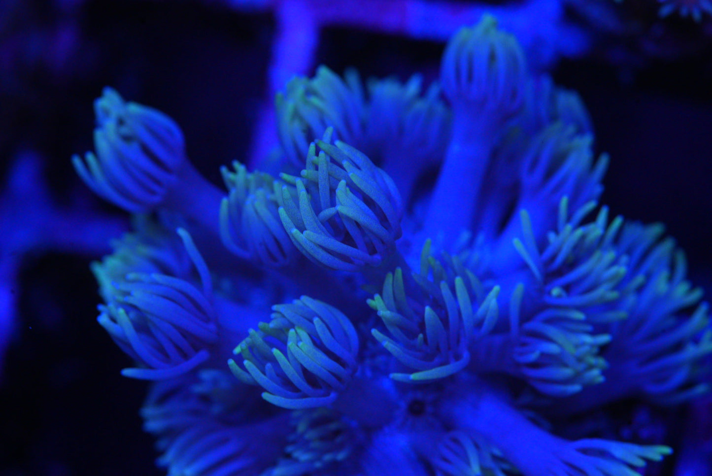 Goniopora