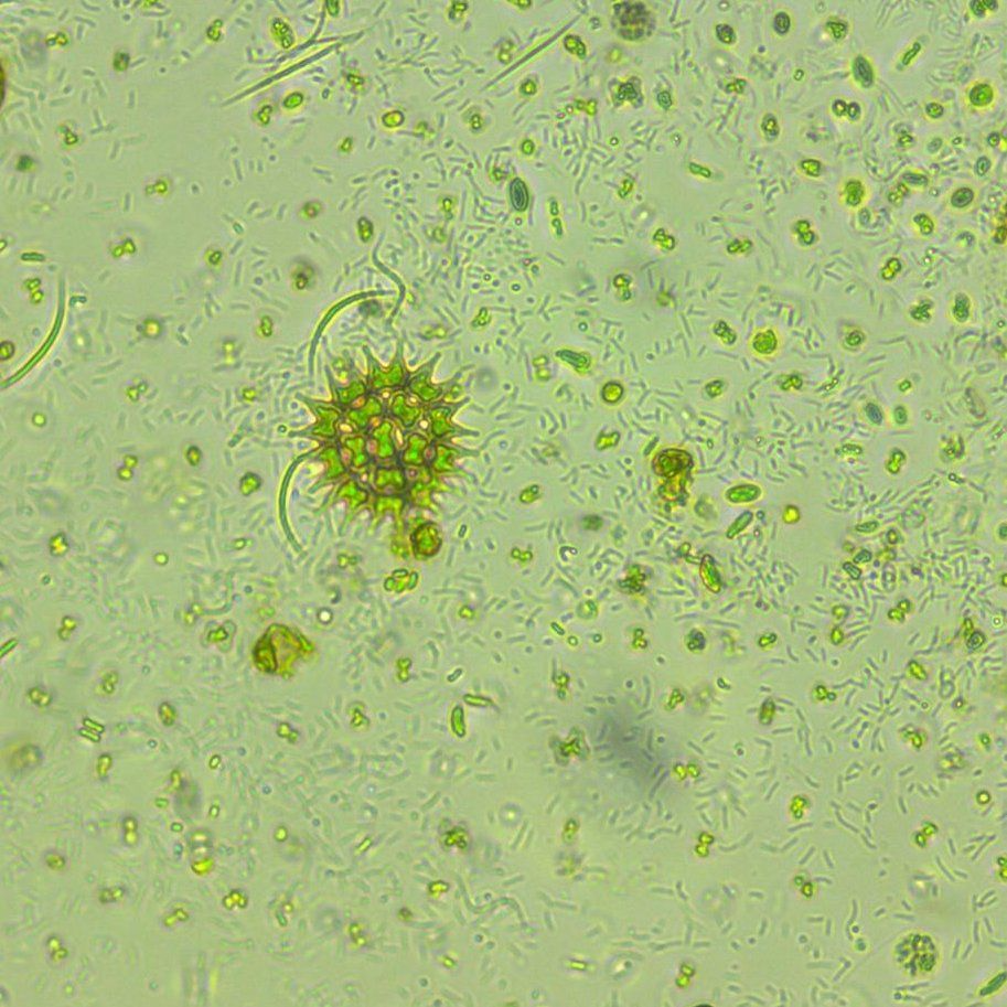 Live Phytoplankton 100ml Pouch – Fresh Live Food for Reef Inhabitants