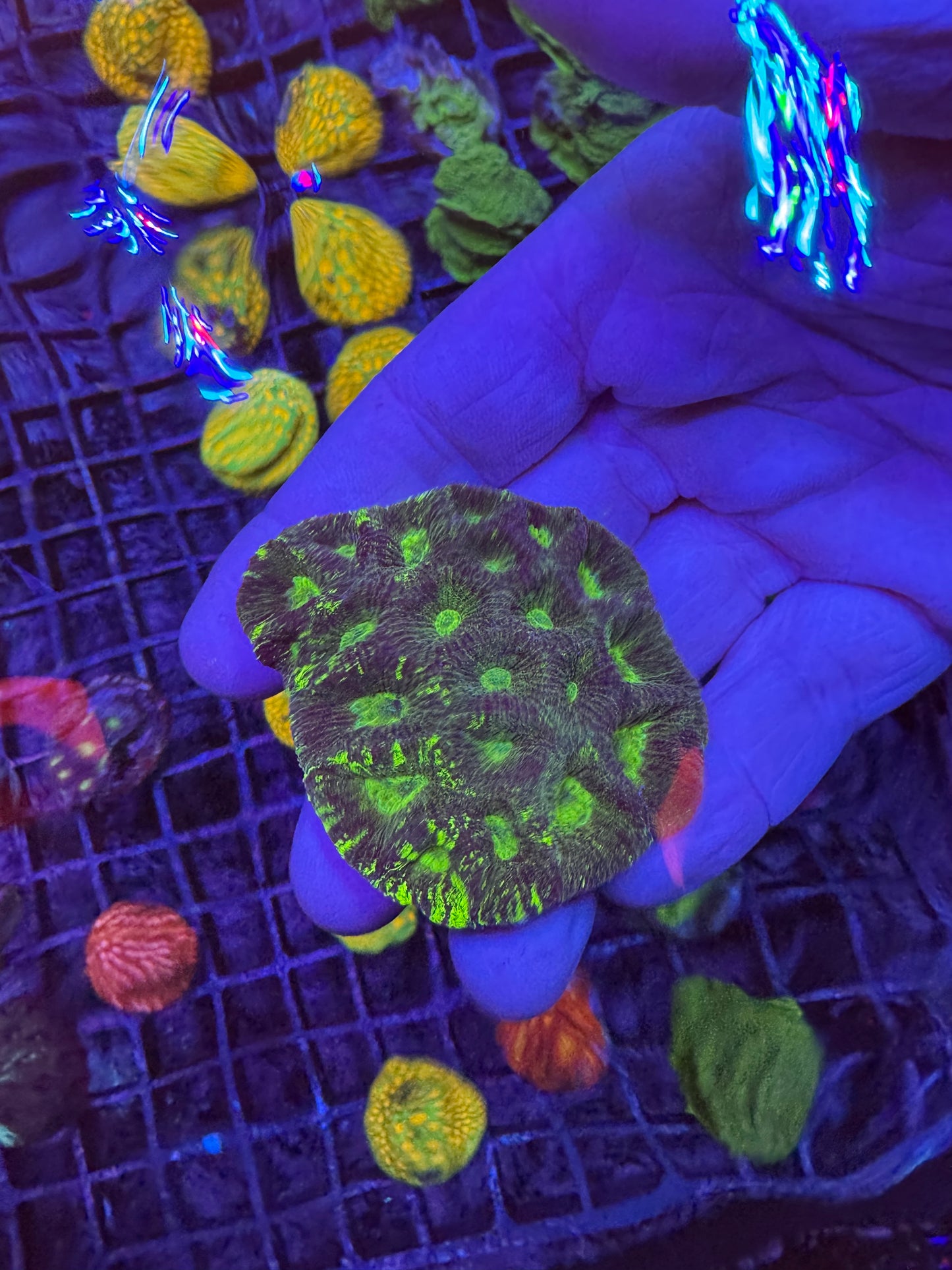 Toxic 🦠splatter Favia