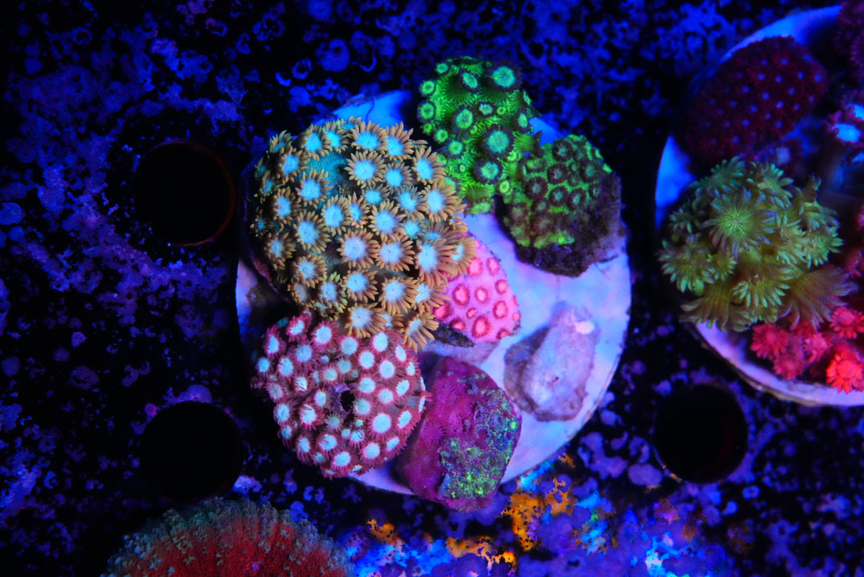 Goniopora garden