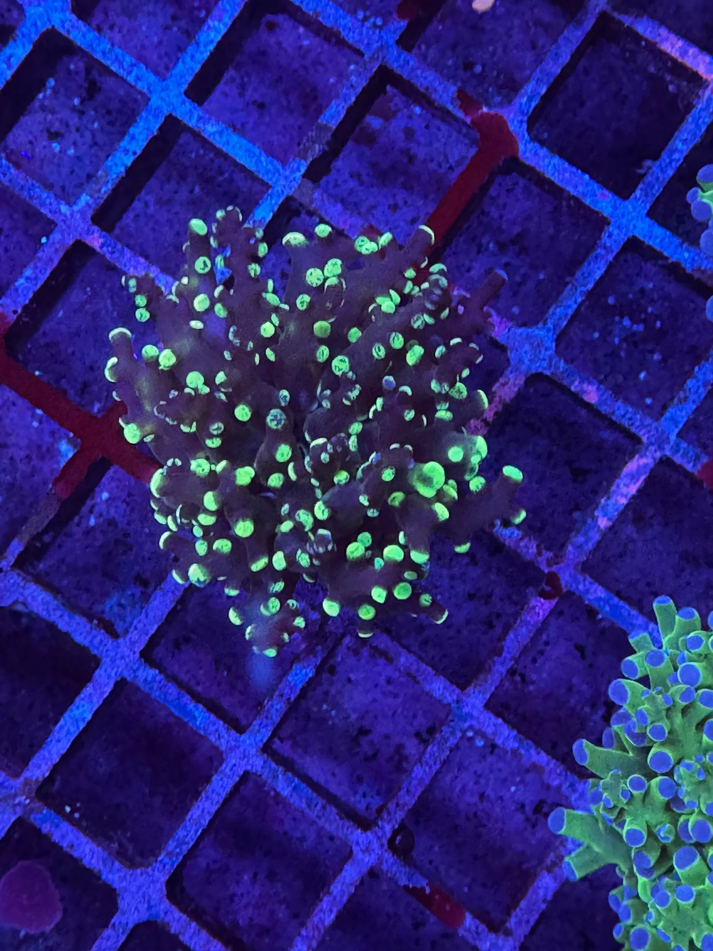 Mutant Frogspawn