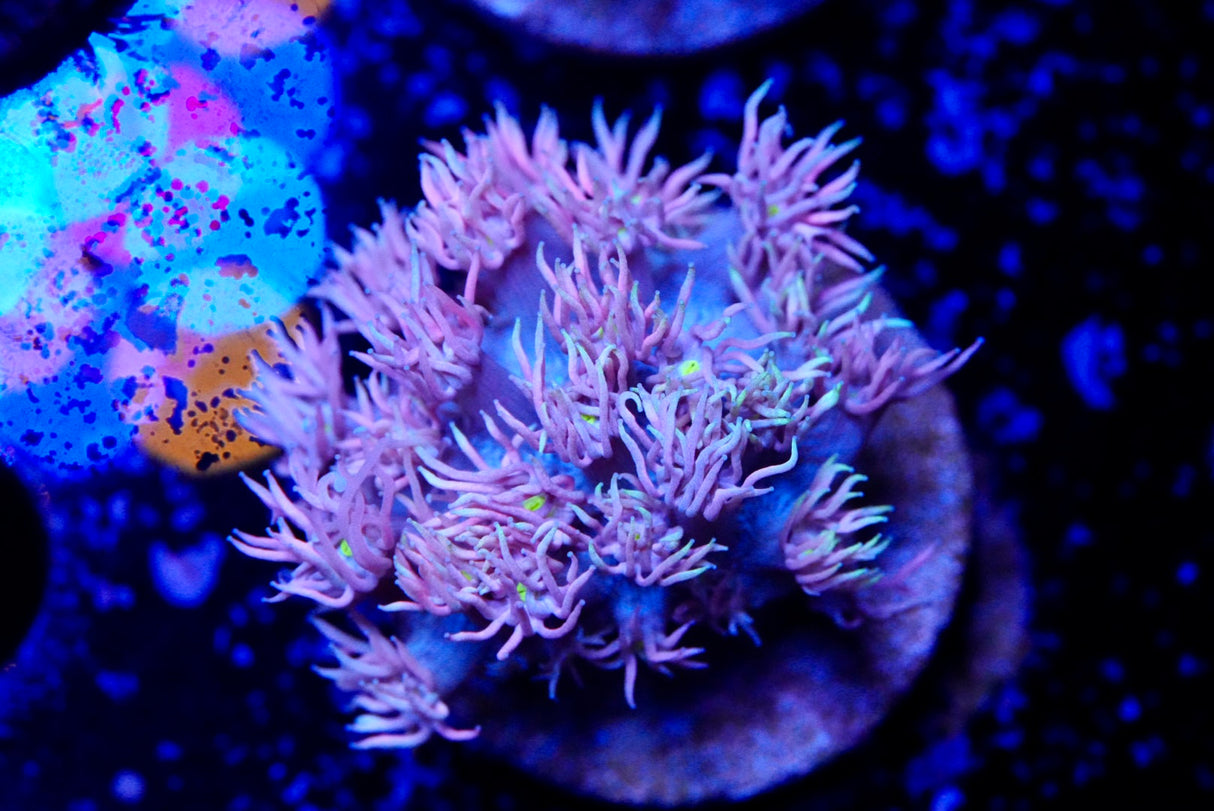 RF Strawberries & cream Goniopora