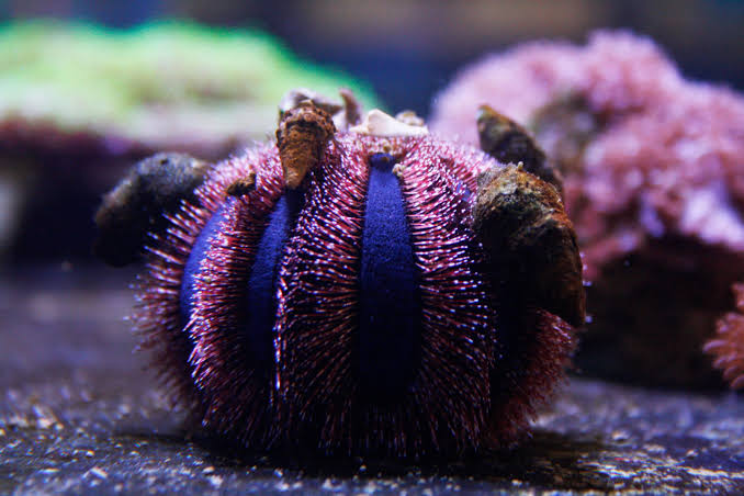 Spineless Tuxedo Urchin (Blue/Red) – Striking Algae Eater for Reef Tanks