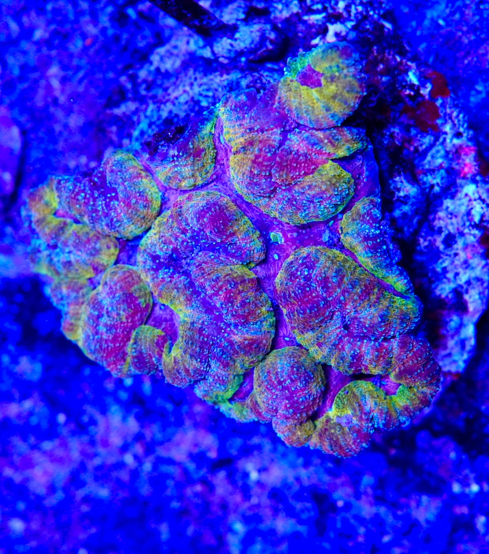 symphyllia coral