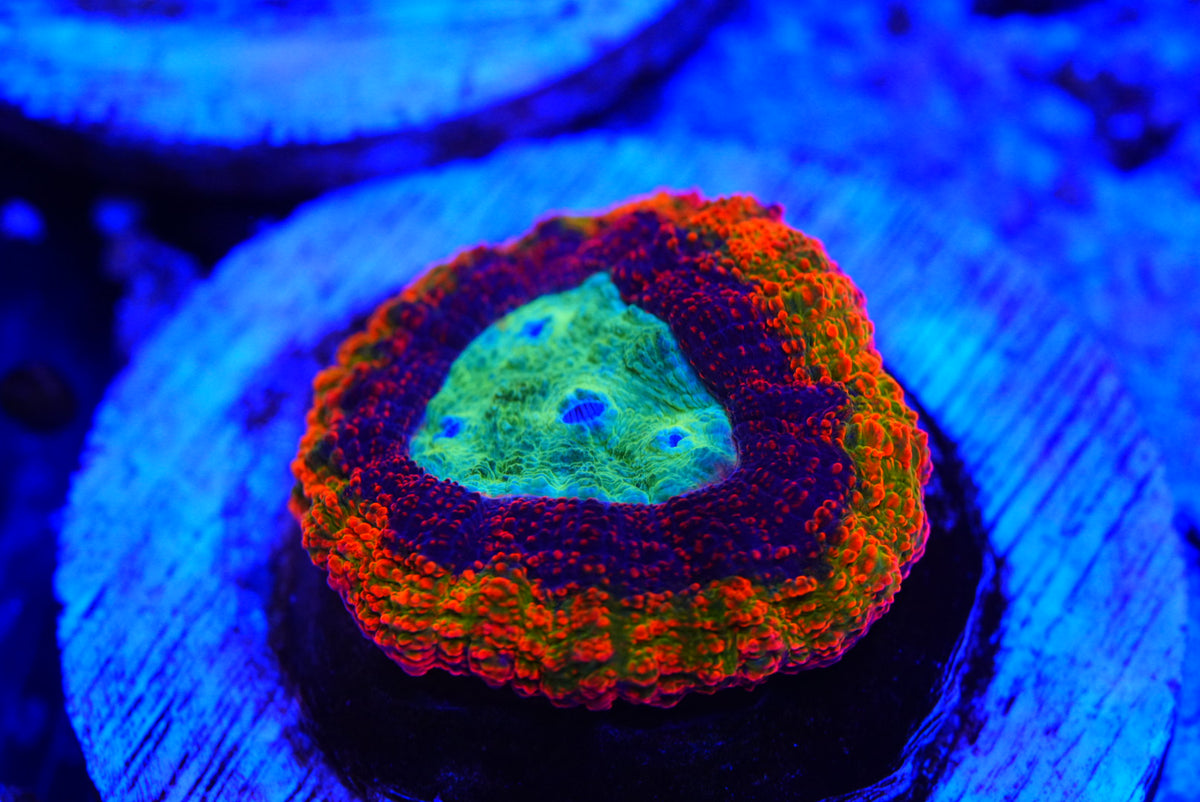Rainbow symphyllia cultured