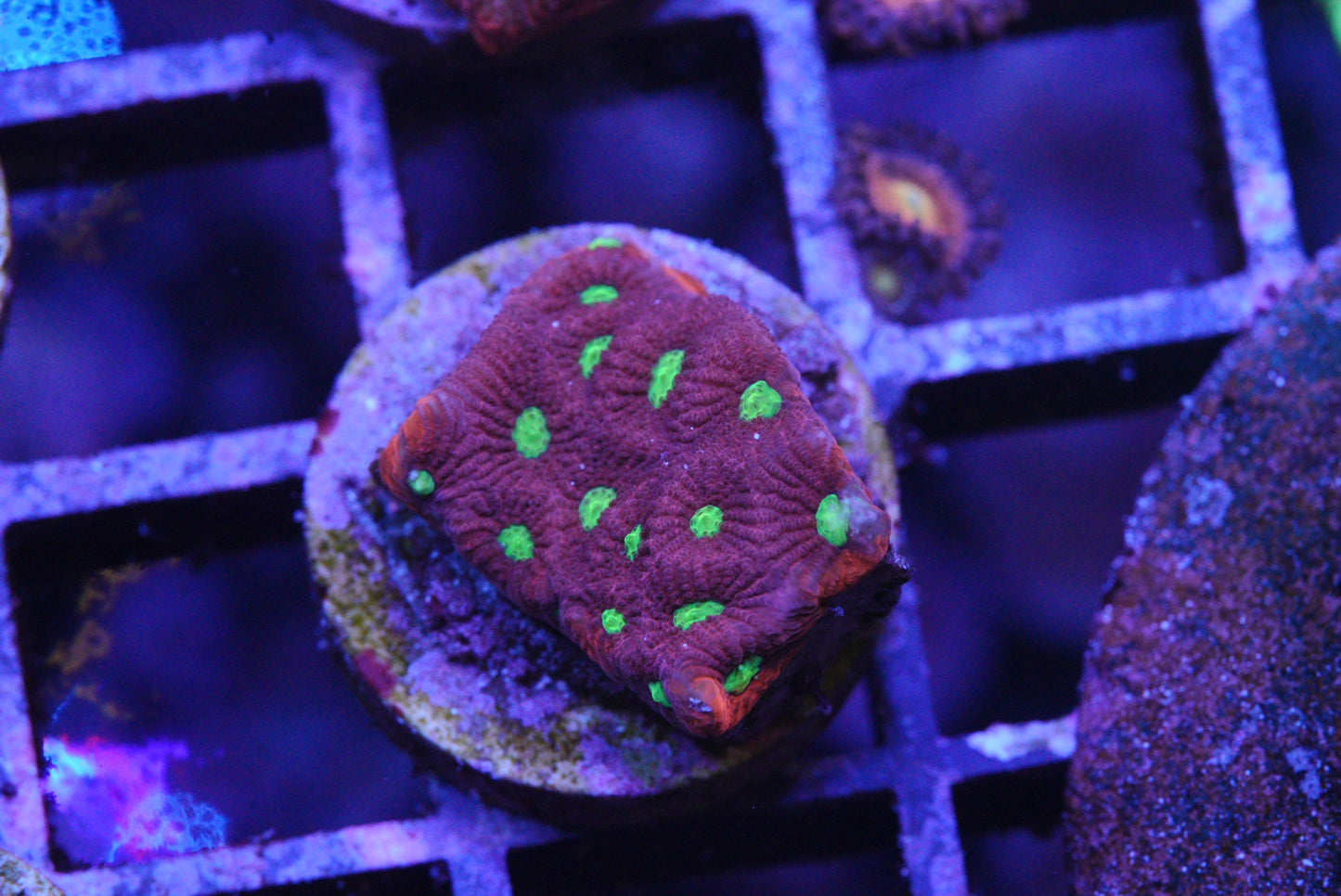WAR CORAL FAVIA