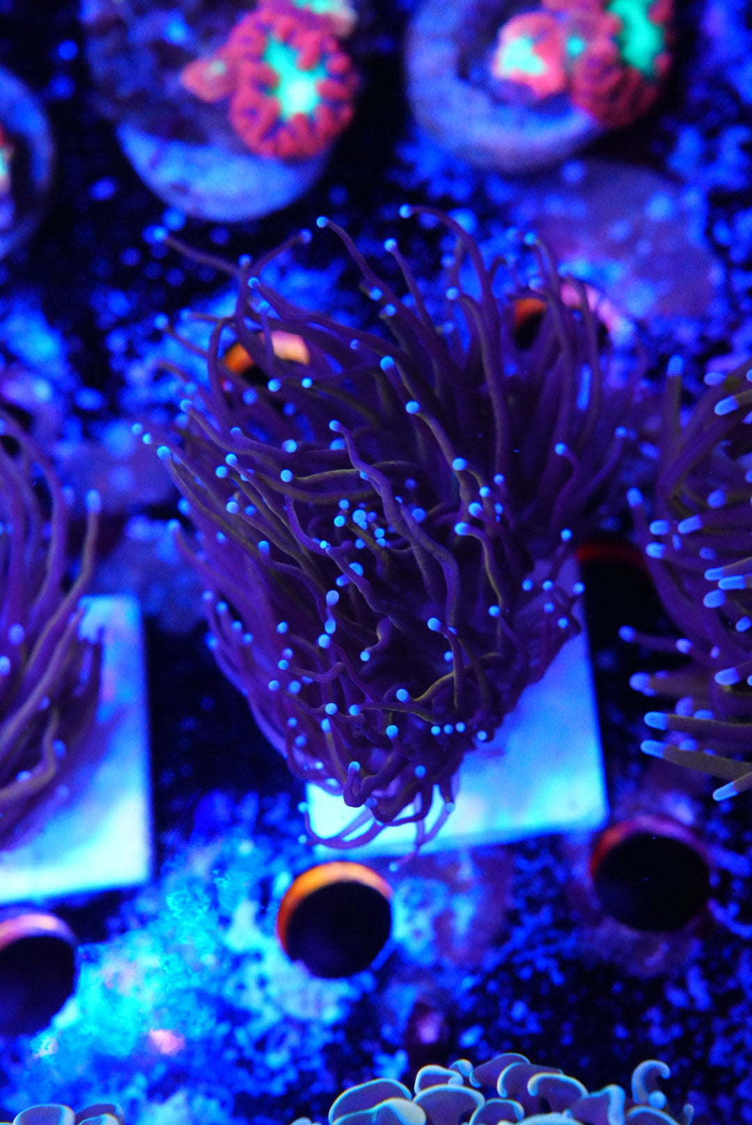 Indo Gold torch coral