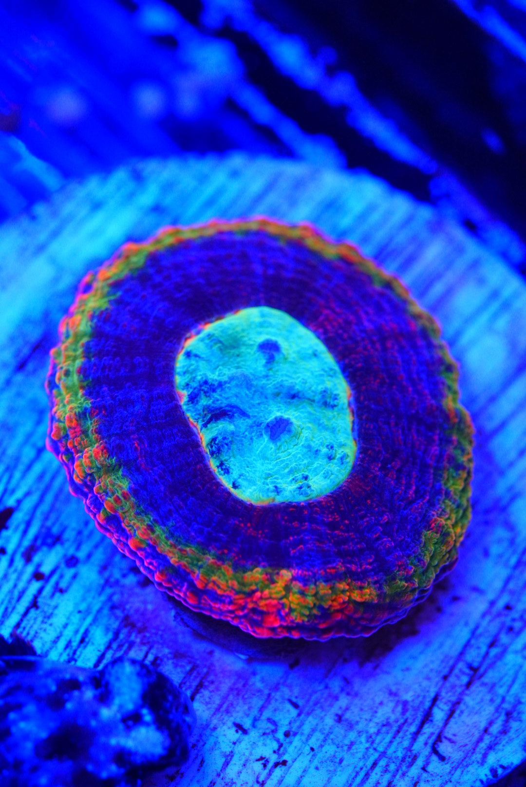 Rainbow symphyllia cultured