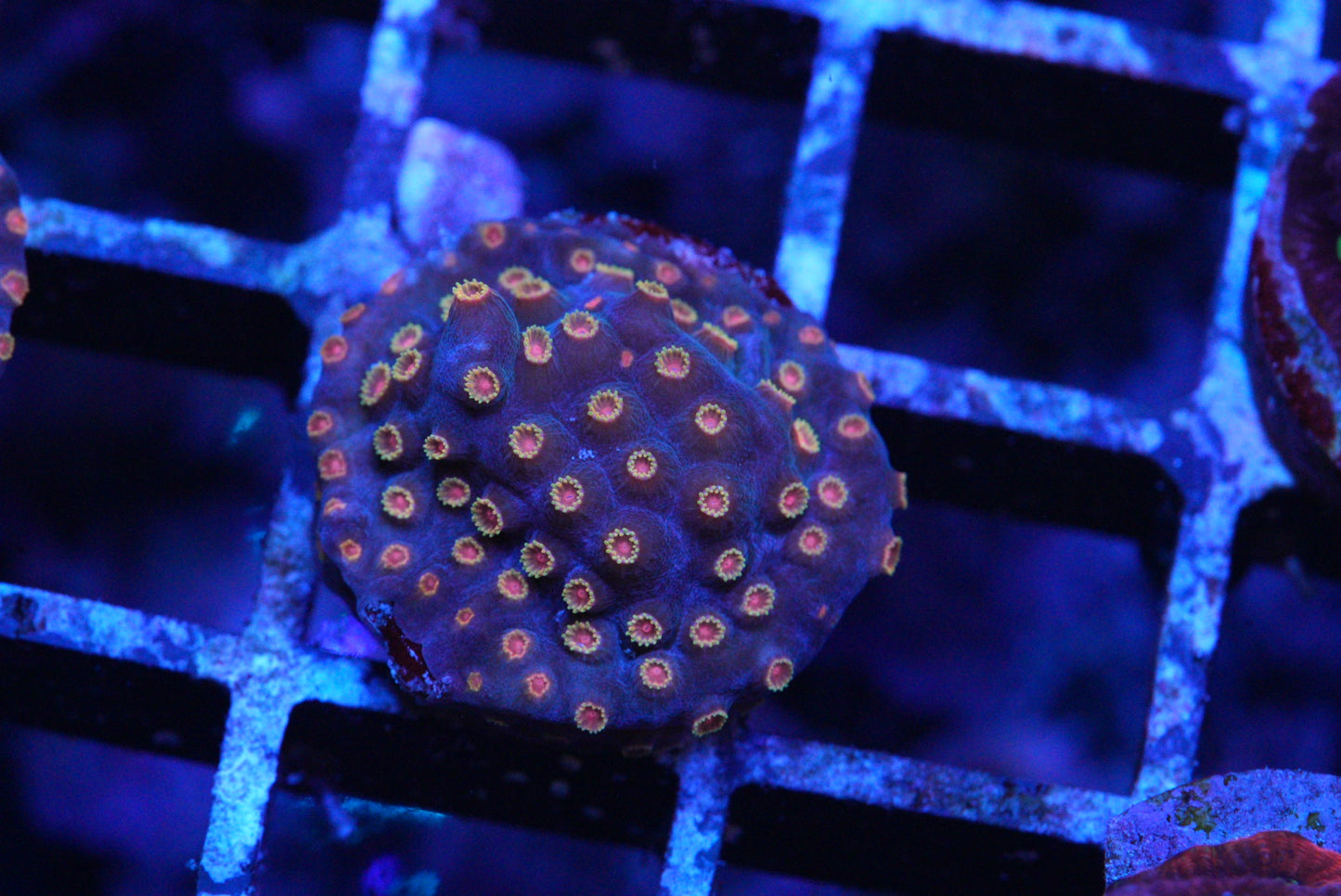 Meteor Shower Cyphastrea