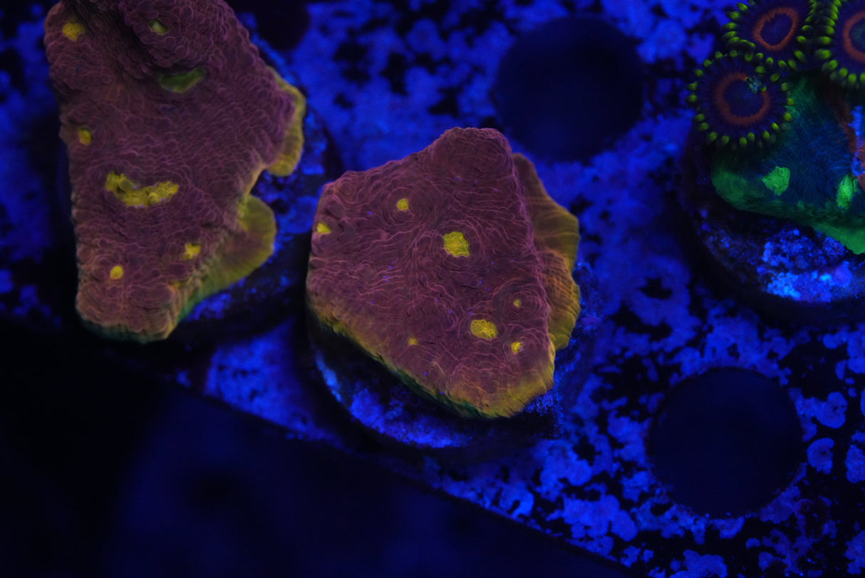 š„Flamingš„Bugatti chalice