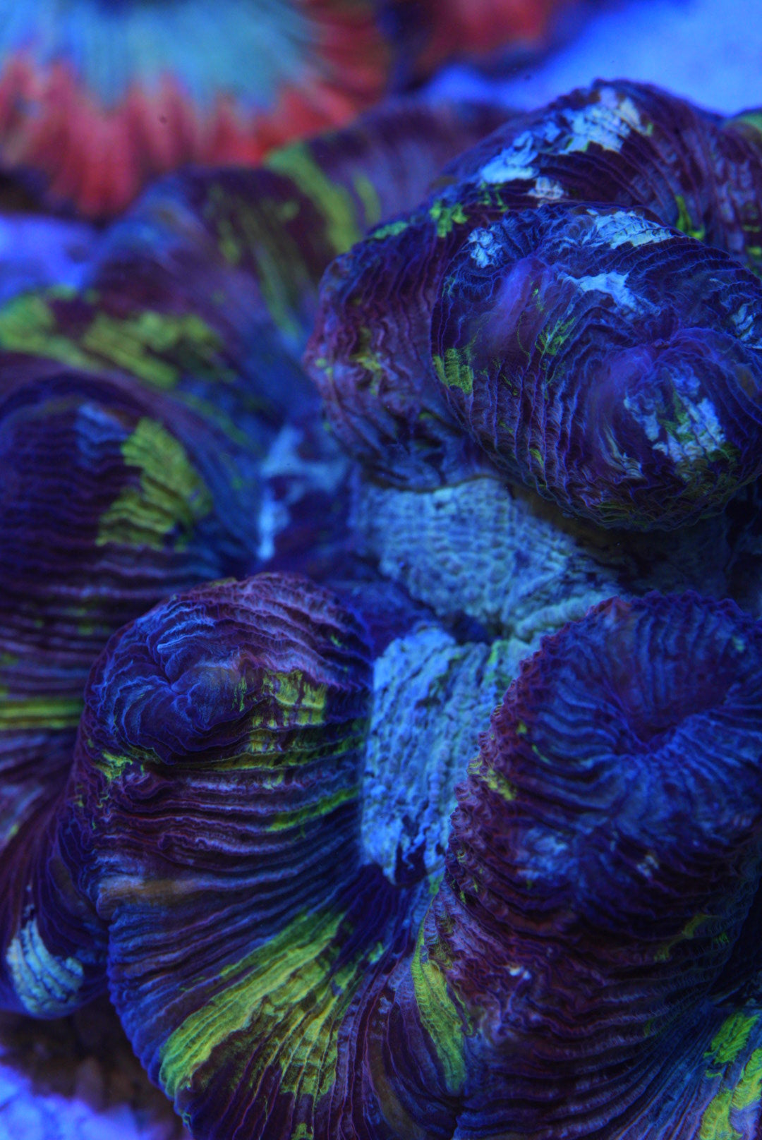 WF Tracy wysiwyg purple/green