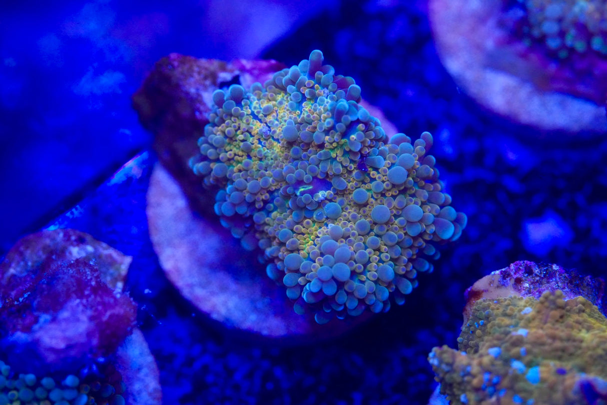 Gold Ricordea Yuma Mushroom