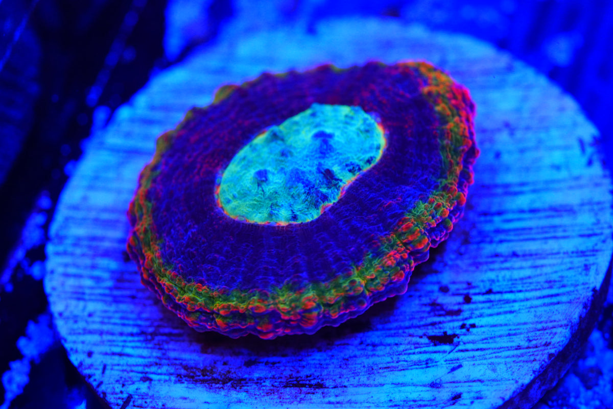 Rainbow symphyllia cultured