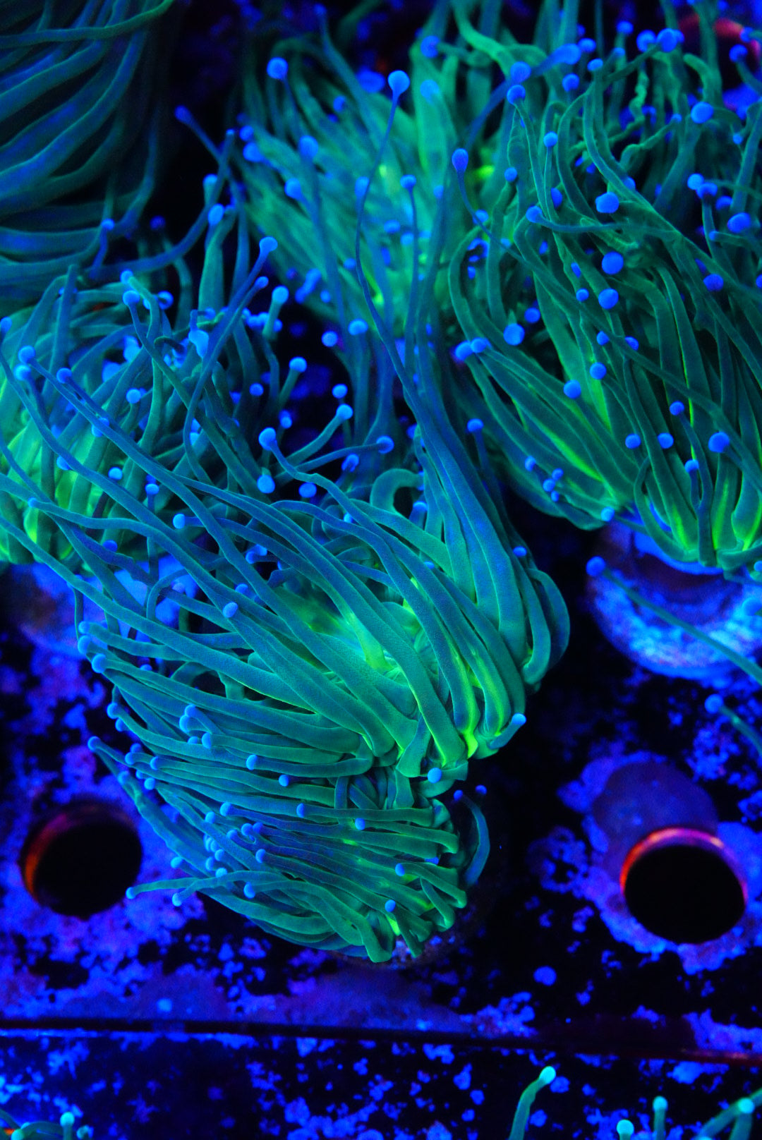 Blue tip torch