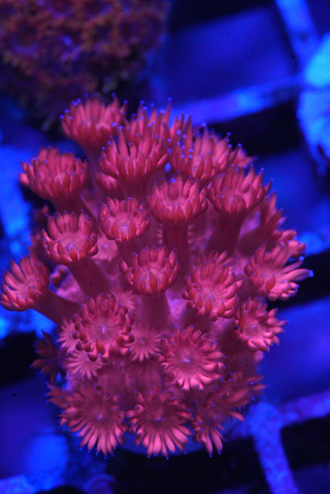Goniopora