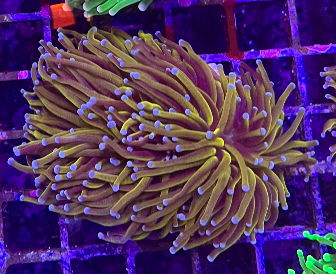 WYSIWYG Torch coral
