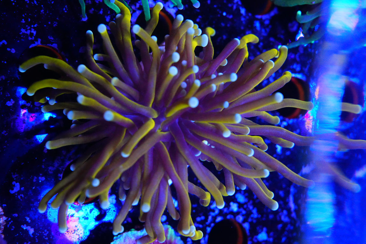 New Indo Gold torch coral