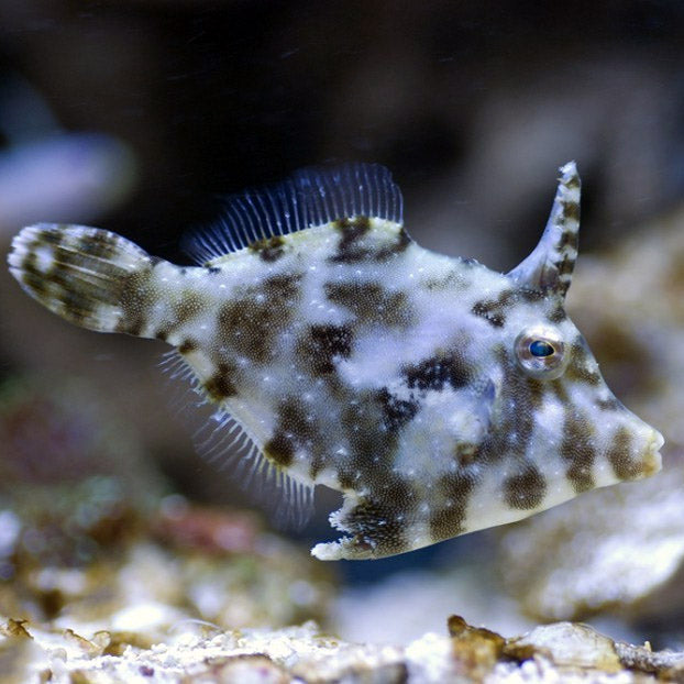 Aiptasia Eating Filefish, Acreichthys tomentosus