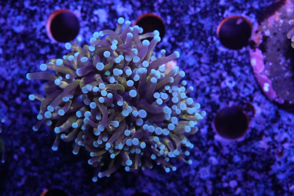 Teal tip gold Torch coral