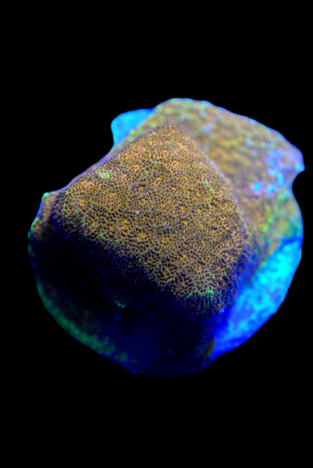 Gold lepto