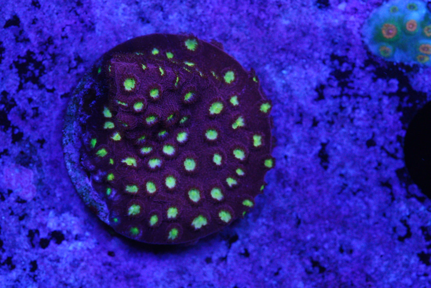 ALIEN POX cyphastrea