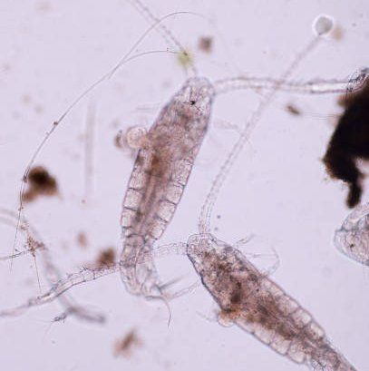 Live Copepods – Fresh Live Food for Wrasse, Gobies, and Mandarin Dragonets