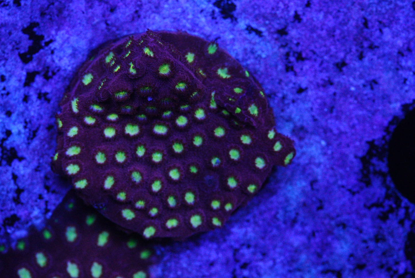 ALIEN POX cyphastrea
