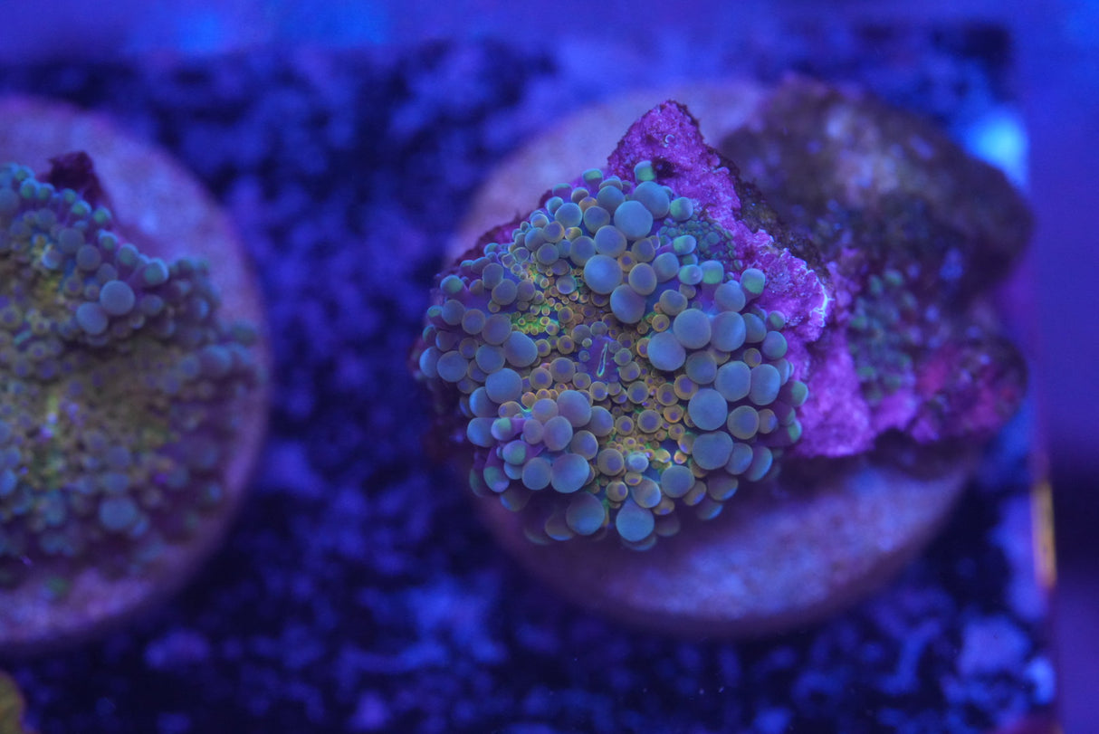 Gold Ricordea Yuma Mushroom