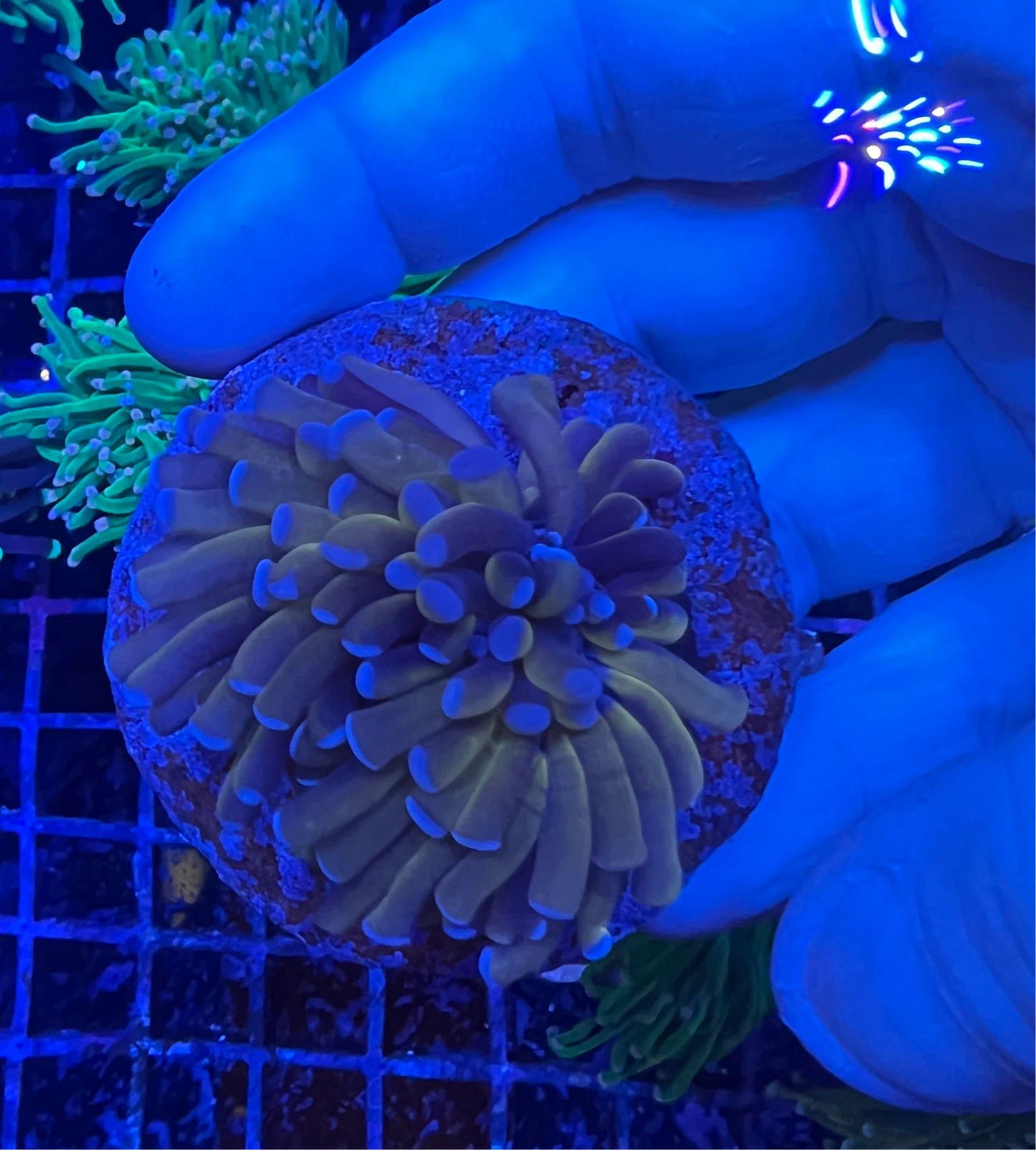 WYSIWYG 24k Torch coral