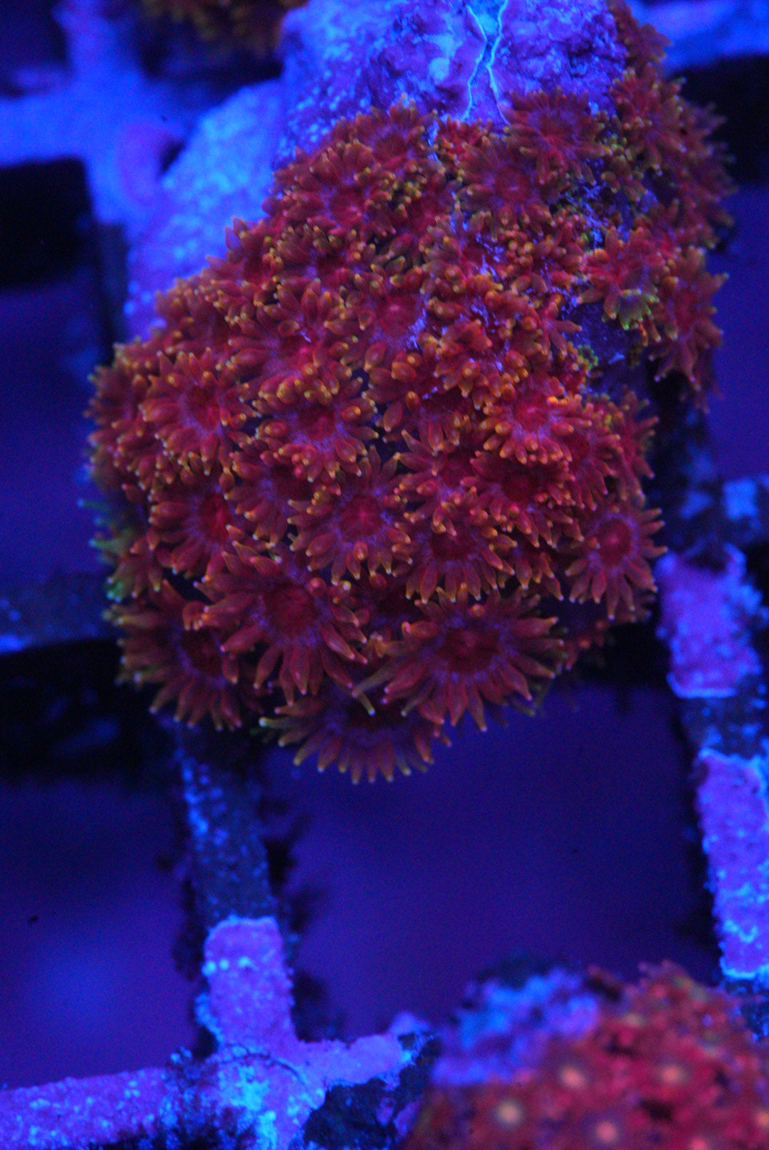 Goniopora