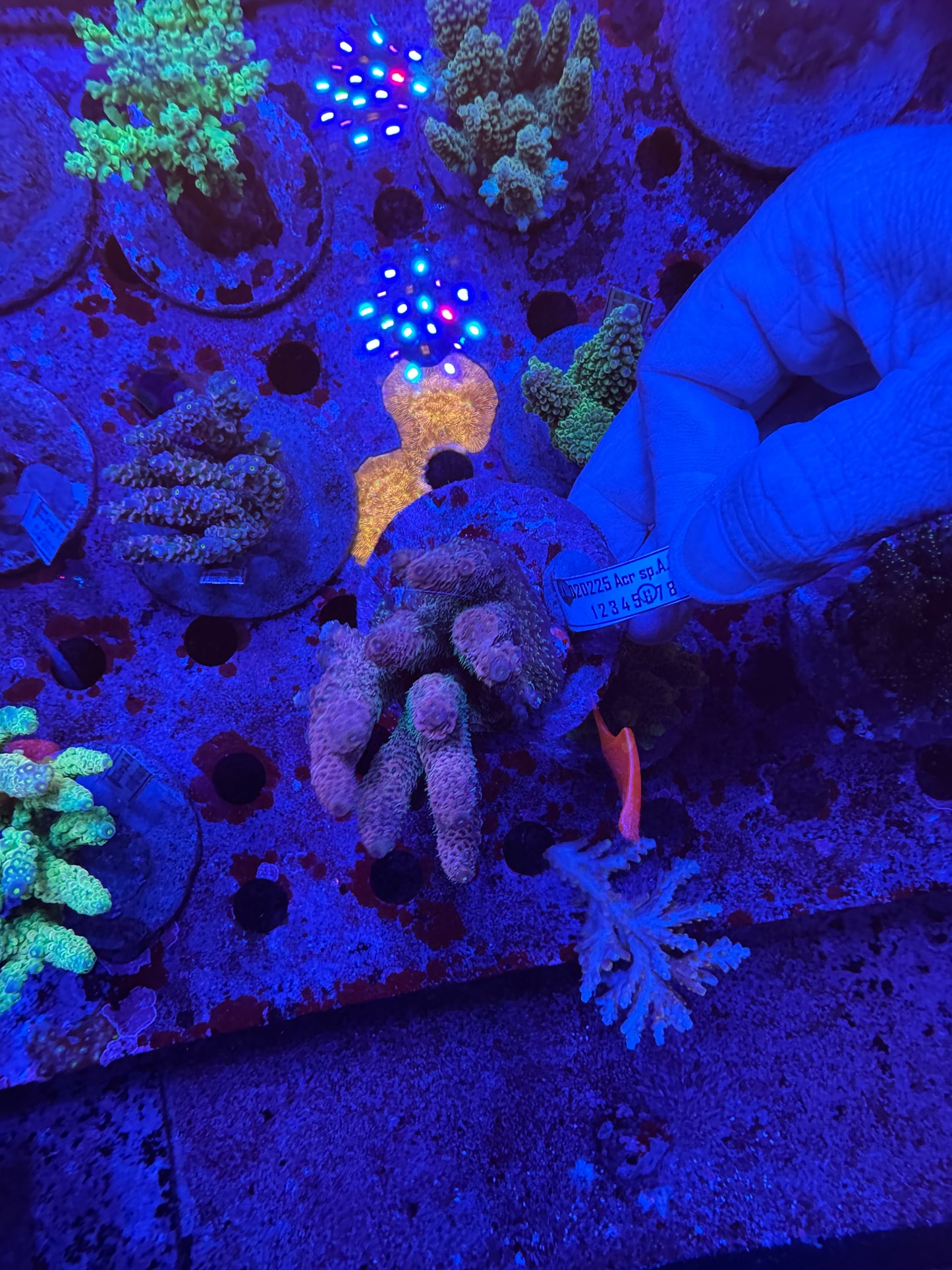 Amazing Sps colonies bundle