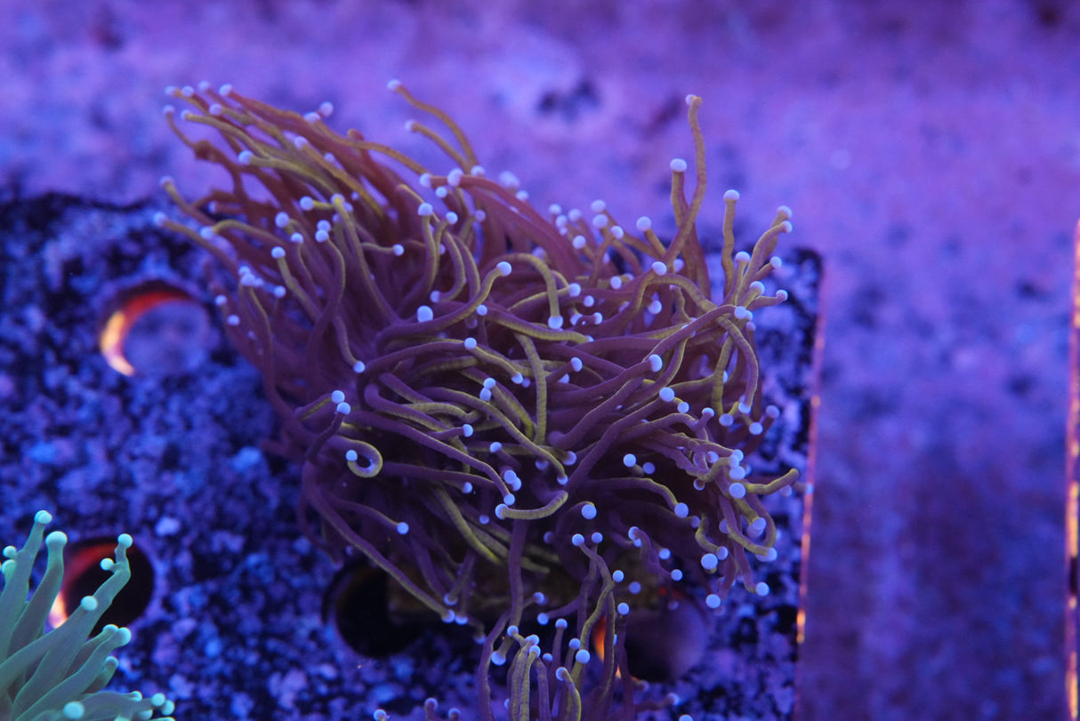 Indo Gold torch coral