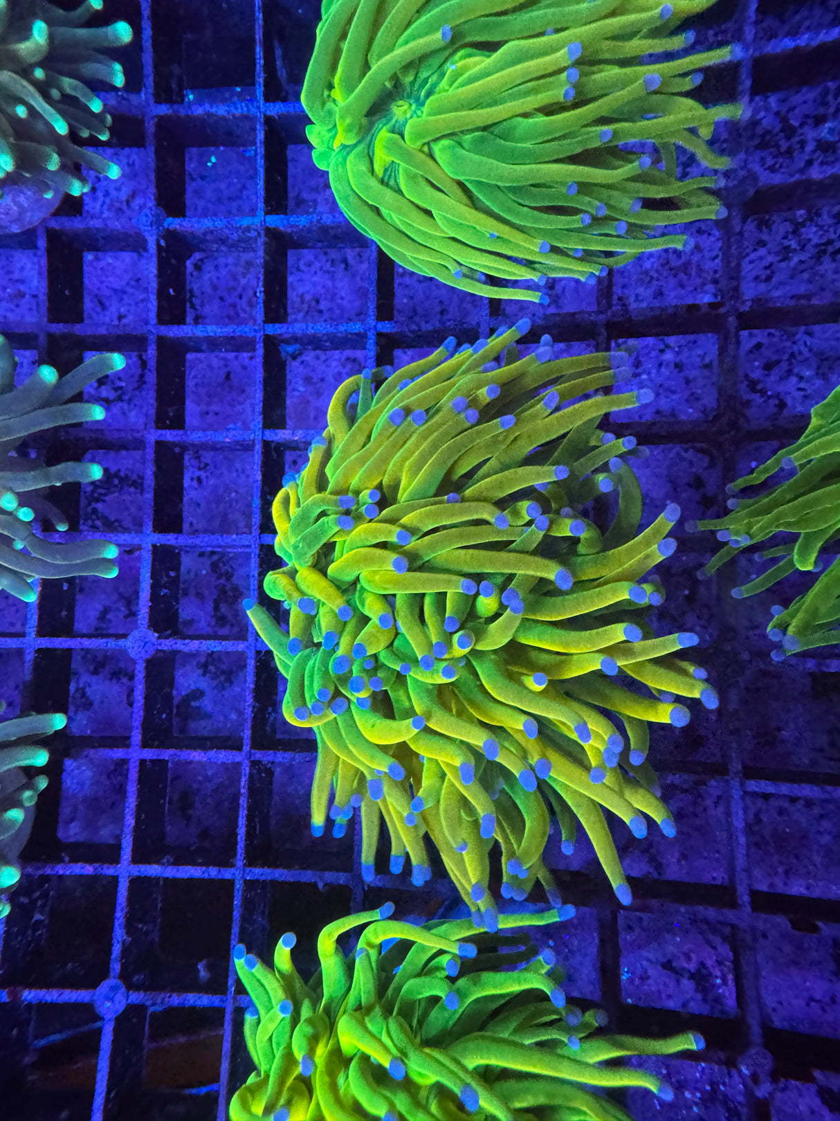 WYSIWYG banana Torch coral
