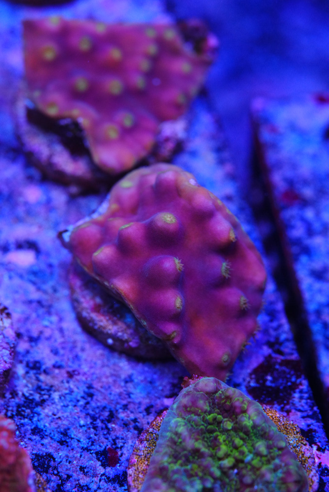 Turbinaria