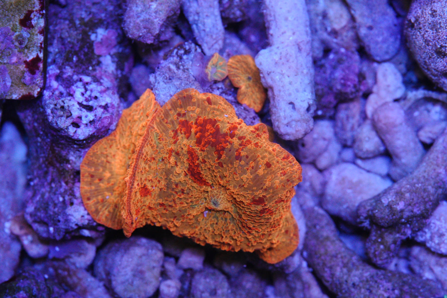OG jawbreaker mushroom