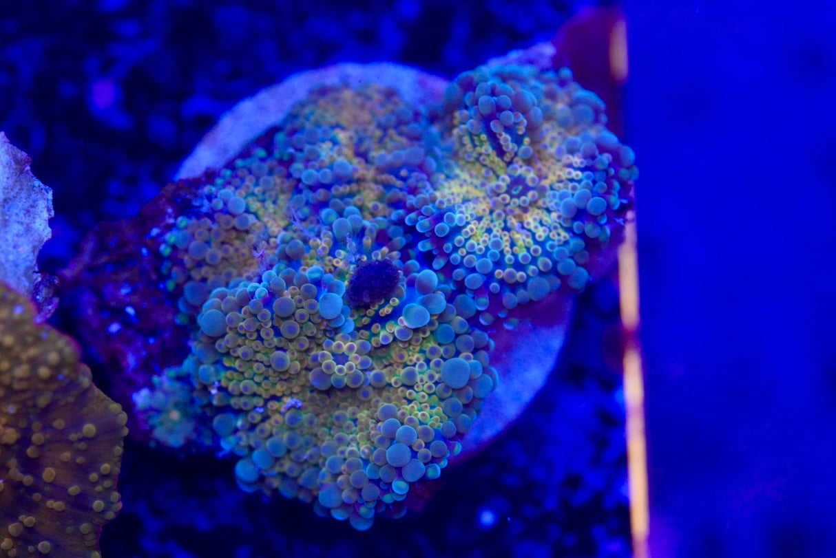 Gold Ricordea Yuma Mushroom