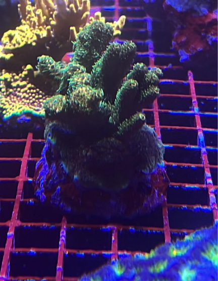 Amazing Sps colonies bundle
